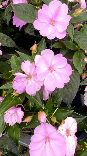 Home Improvement Store «The Home Depot», reviews and photos, 899 County St, Taunton, MA 02780, USA