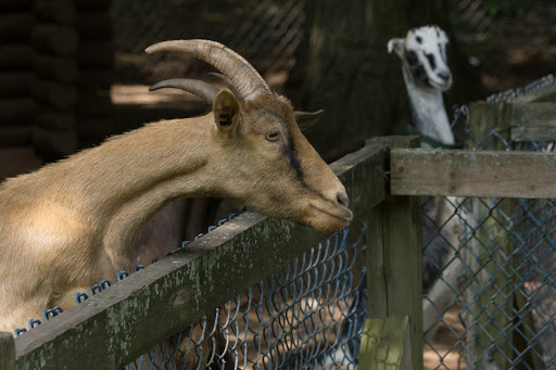 Zoo «Bailiwick Animal Park and Riding Stables», reviews and photos, 118 Castle Rd, Catskill, NY 12414, USA