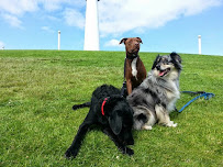 wooftidoo pet services Orange County - OC - Photo 2 - Car repair in , Garden Grove