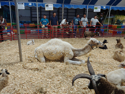 Live Music Venue «Oak Mountain Amphitheatre», reviews and photos, 1000 Amphitheater Rd, Pelham, AL 35124, USA