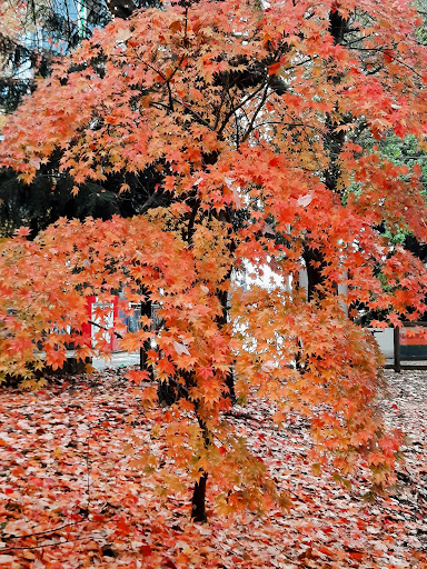 Park «Freeway Park - Jim Ellis Freeway Park», reviews and photos, 700 Seneca St, Seattle, WA 98101, USA