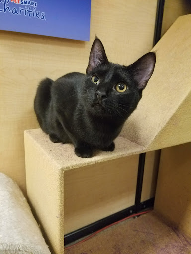 Pet Supply Store «PetSmart», reviews and photos, 3335 Cobb Pkwy NW #400, Acworth, GA 30101, USA