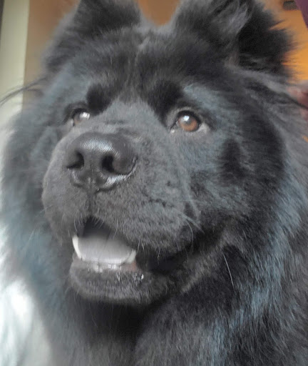 Pet Supply Store «For Pets Sake», reviews and photos, 2576 Montgomery Hwy # 6, Dothan, AL 36303, USA