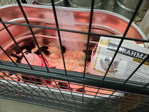 Home Improvement Store «Tractor Supply Co.», reviews and photos, 82 Turnpike Rd, Ipswich, MA 01938, USA