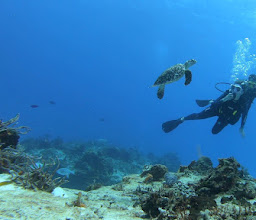 Tank-Ha Dive Center photo