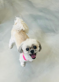 Ruffy Ranch Retreat - Photo 7 - Car repair in Fenton Twp, MI, Flint