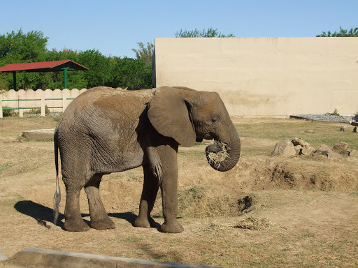 Elefantario - elephant