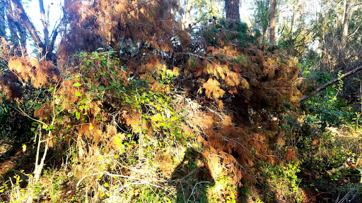 Nature Preserve «Rye Preserve», reviews and photos, 905 Rye Wilderness Trail, Parrish, FL 34219, USA