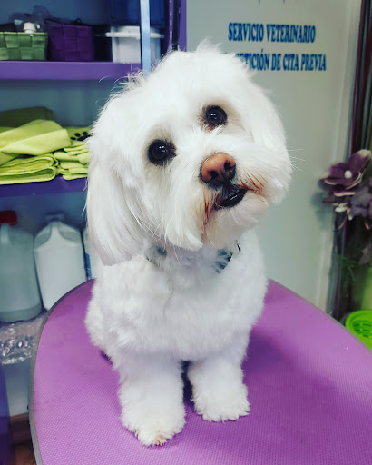 Rebeca Cuevas - Peluquería de Mascotas y Consulta Veterinaria en Arganda del Rey