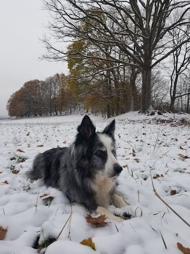 Dr.med.vet. Nicole Blase vet unter Walkenried, Niedersachsen
