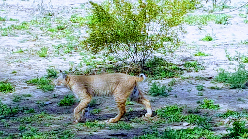 Sweetwater Wetlands Park