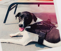 Pet Supplies Plus Levittown - Photo 5 - Car repair in Levittown, PA, Trenton