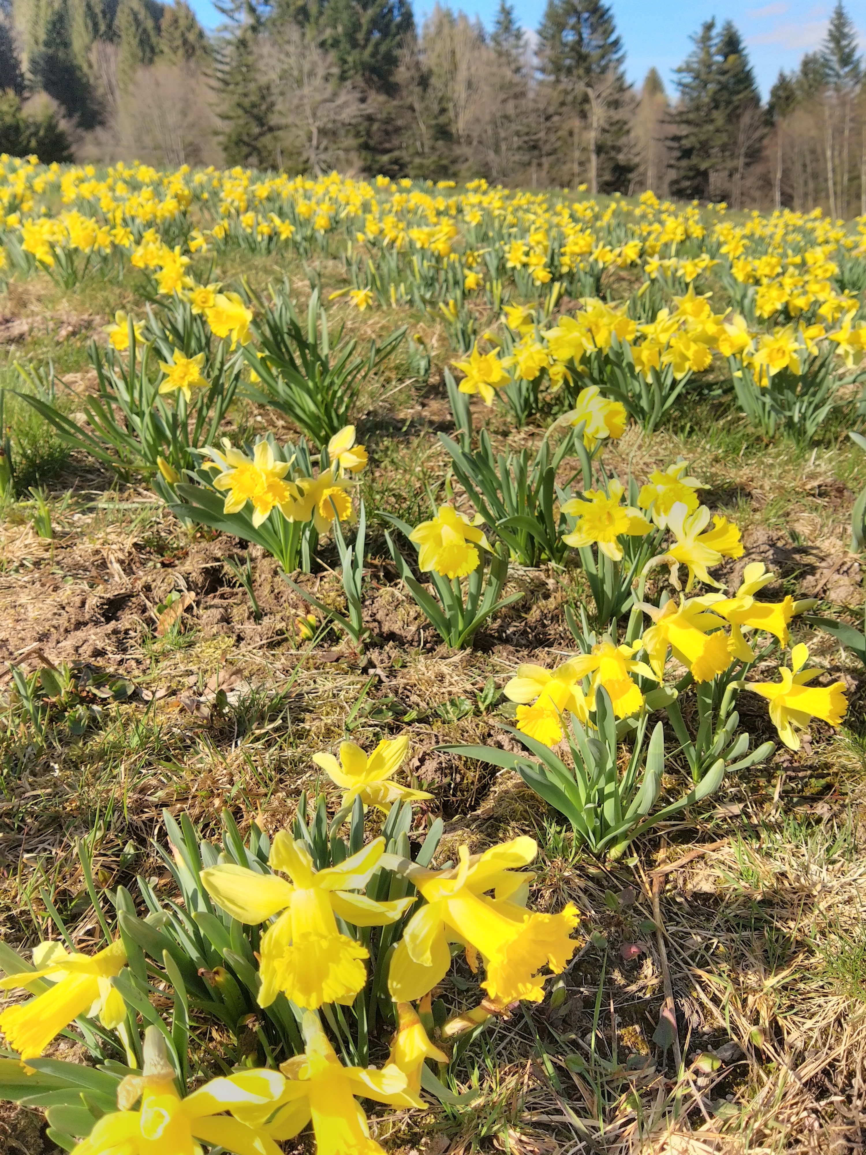 Photo n° 1 de l'avis de Jérôme.u fait le 05/04/2021 à 12:51