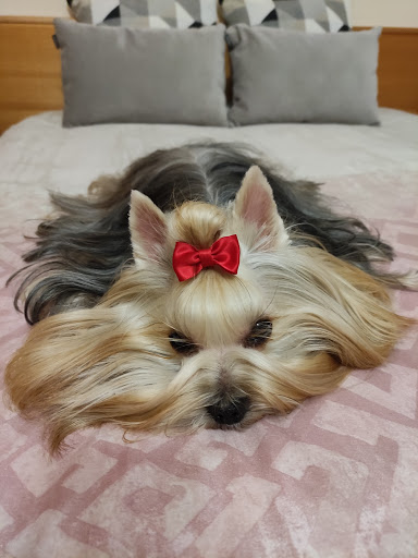 Creu Blava Veterinaris en Sant Joan Despí