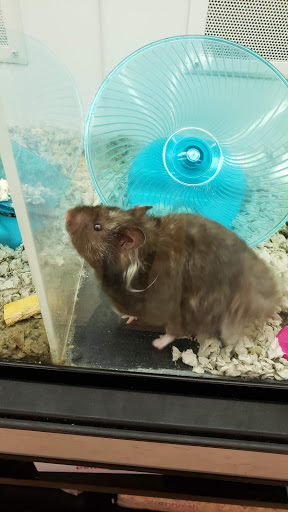 Pet Supply Store «Petco Animal Supplies», reviews and photos, 7907 State Highway N, Dardenne Prairie, MO 63368, USA