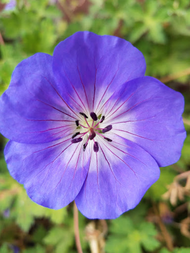 Pet Supply Store «Mini Pet Mart», reviews and photos, 815 S Broadway, Coos Bay, OR 97420, USA