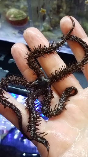 Pet Store «Movie Vault & PETropoliS live», reviews and photos, 1296 Anderson City Rd, Lawrenceburg, KY 40342, USA