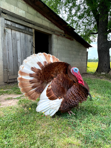 Tourist Attraction «Amish Heritage Farm», reviews and photos, 1016 Brewer Rd, Ethridge, TN 38456, USA