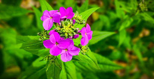 Park «Killens Pond State Park», reviews and photos, 5025 Killens Pond Rd, Felton, DE 19943, USA
