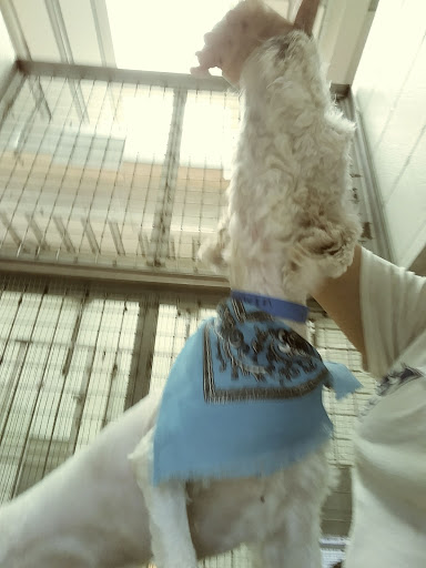 Animal Shelter «Humane Society of El Paso», reviews and photos