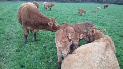 La petite ferme de cléguérec à Plougoumelen