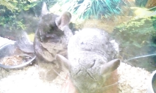 Pet Store «St Tammany Pet Center», reviews and photos, 895 Robert Blvd, Slidell, LA 70458, USA