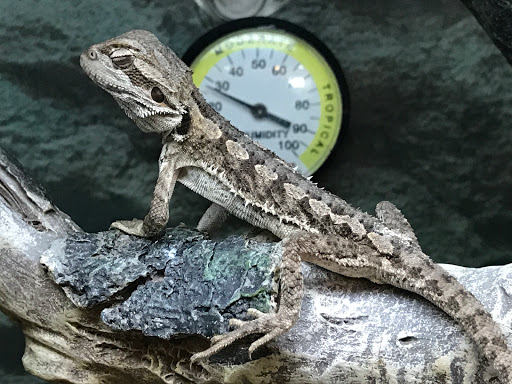 Pet Supply Store «Petco Animal Supplies», reviews and photos, 8213 Hwy 72 W c, Madison, AL 35758, USA