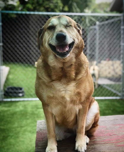 Pet Groomer «The Funky Mutt Market, LLC», reviews and photos, 441 S Woodland Blvd, DeLand, FL 32720, USA