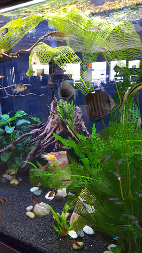 Tropical Fish Store «Optimum Aquarium», reviews and photos, 840 Ernest W Barrett Pkwy NW #700, Kennesaw, GA 30144, USA