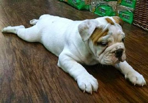 Pet Supply Store «The Village Pet Shoppe, LLC», reviews and photos, 1150 Carlisle St, Hanover, PA 17331, USA