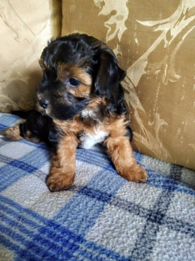 Pet Supply Store «Pet Supplies Plus», reviews and photos, 803 Hillcrest Rd, Mobile, AL 36695, USA