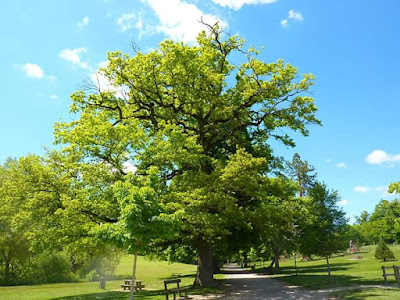 L'Arbre au Coeur du Paysage à Mende