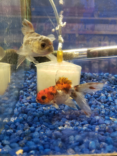 Pet Store «Petland Discounts - Parkchester», reviews and photos, 1949 Westchester Ave, Bronx, NY 10462, USA