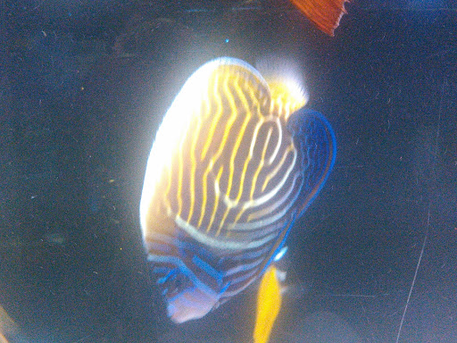 Pet Store «Pet Connection», reviews and photos, 29551 Five Mile Road, Livonia, MI 48154, USA