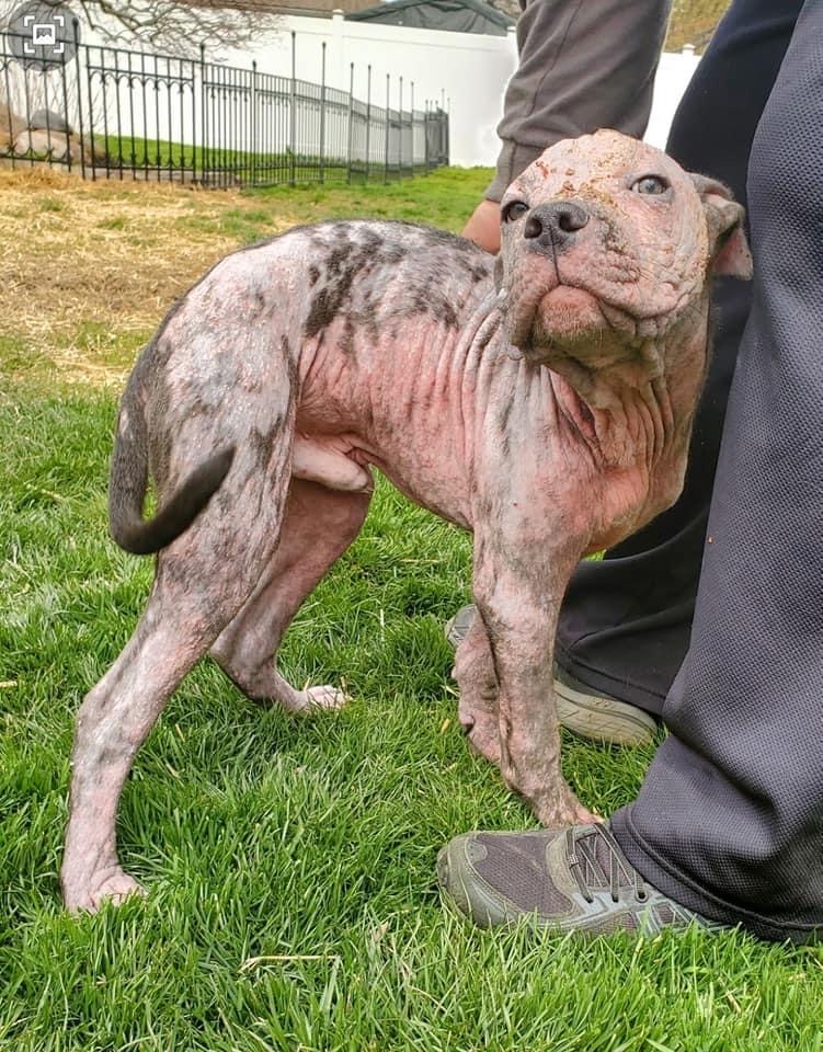 Detroit Pit Crew Dog Rescue