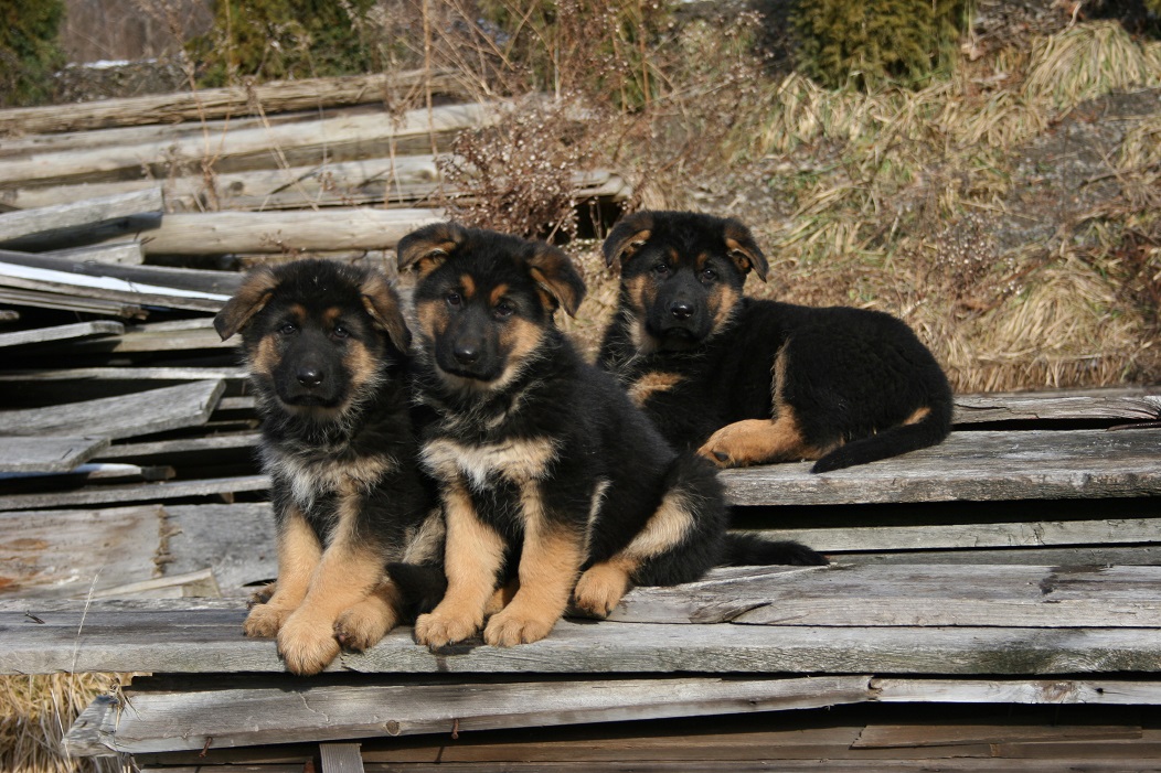 Manning's Best Friend German Shepherd Puppies