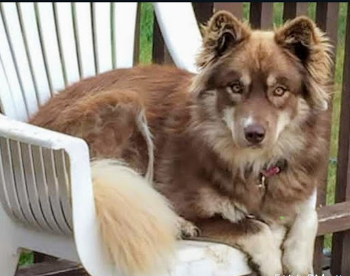 Pet Supply Store «Petco Animal Supplies», reviews and photos, 8551 S Howell Ave, Oak Creek, WI 53154, USA