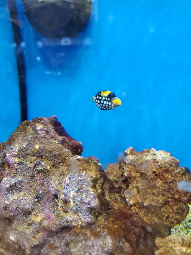 Pet Supply Store «Petco Animal Supplies», reviews and photos, 353 Harrison Bridge Rd, Simpsonville, SC 29680, USA