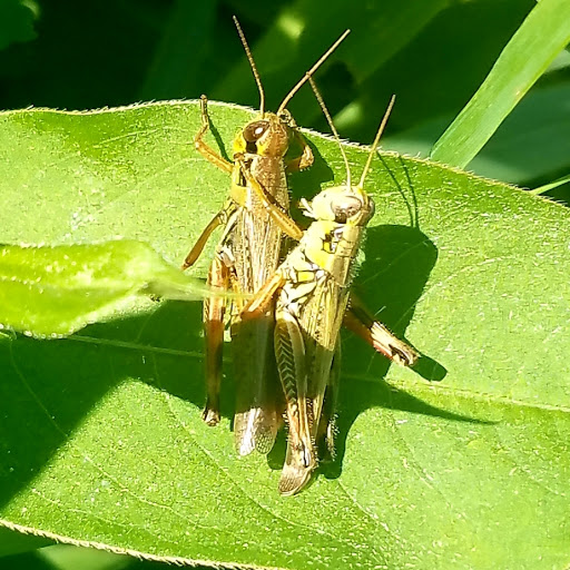 Nature Preserve «Rock Run Preserve - Black Road Access», reviews and photos, Black Rd, Joliet, IL 60431, USA