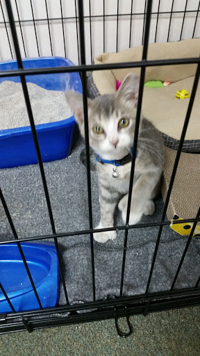 Tire Shop «Zisser Tire & Auto Services», reviews and photos, 1250 Mexico Rd, Wentzville, MO 63385, USA