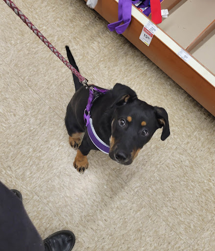 Pet Supply Store «PetSmart», reviews and photos, 2026 Lincoln Way E, Massillon, OH 44646, USA