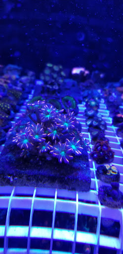 Tropical Fish Store «OceanLife Aquariums», reviews and photos, 5475 West Loop S, Houston, TX 77081, USA