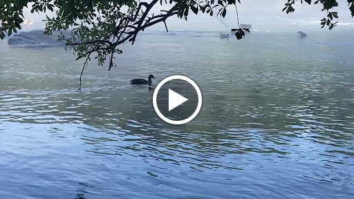 Park «Jones Bridge Park», reviews and photos, 4901 E Jones Bridge Rd, Peachtree Corners, GA 30092, USA