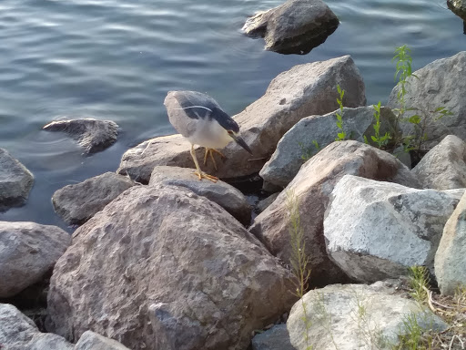 Nature Preserve «Virginia Lake», reviews and photos, 1980 Lakeside Dr, Reno, NV 89509, USA