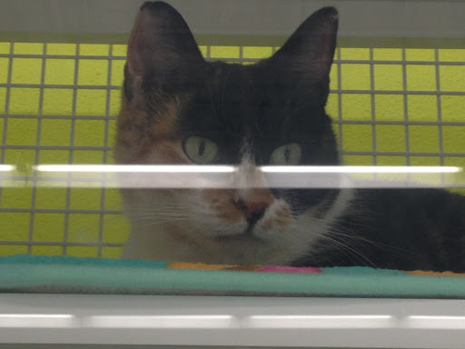 Petco image