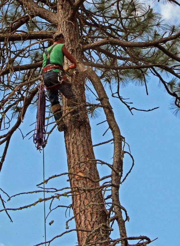 Double Black Diamond Tree Services