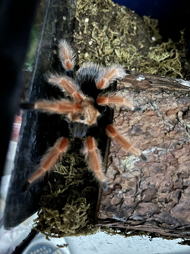 Reptile Store «Reptile Pets Direct», reviews and photos, 8088 Pat Booker Rd, Live Oak, TX 78233, USA