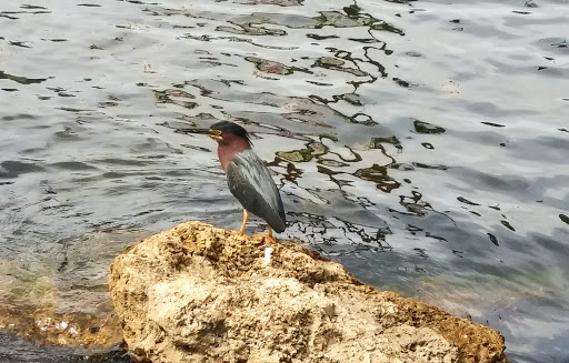 Park «Jose Marti Park», reviews and photos, 351 SW 4th Ave, Miami, FL 33144, USA