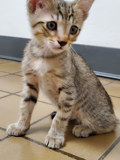 Pet Supply Store «Unleashed by Petco», reviews and photos, 600 Redondo Ave, Long Beach, CA 90814, USA