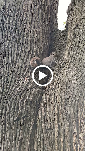 Park «Asser Levy Park», reviews and photos, 302 Sea Breeze Ave, Brooklyn, NY 11224, USA